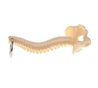 Sharplace Mini Handcrafted Human Spine Skeleton Model Keychain School Teaching Aid