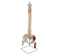 Sharplace Structural Spine and Pelvis Model Detailed Spine Model with Pelvis Realistic for Teachers, Classroom