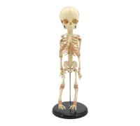 Sharplace Teaching Aid Infant Skeleton Model Human Skeleton Figure Bone Model Teaching Model With For Desk Shelf Or Worktable Display Suitable for Classroom