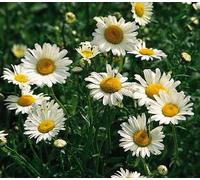 Shasta Daisy Flower Essence 30ml Dosage Prepared from FES Stock Essence