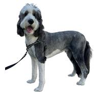 ShawnCo Dream Walk Pro Dog Harness- No-Pull, Comfortable, Adjustable, Easy to Use Pet Halter to Help Stop Pulling for Small, Medium and Large Dogs (Midnight, Medium)