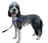 ShawnCo Dream Walk Pro Dog Harness- No-Pull, Comfortable, Adjustable, Easy to Use Pet Halter to Help Stop Pulling for Small, Medium and Large Dogs (Electric Blue, Large)