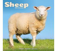 Sheep 2026 Calendar | Square Wall Calendar | Farm Animal Gift | Plastic Free Packaging | by Avonside Publishing