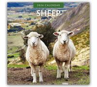 Sheep 2026 Square Wall Calendar