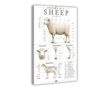 Sheep Anatomy Charts Farm Animal Veterinary Farmer Livestock Art Poster Canvas Poster for Bedroom Decor Gift