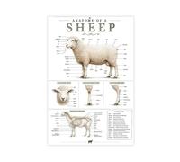 Sheep Anatomy Charts Farm Animal Veterinary Farmer Livestock Art Poster Canvas Poster for Living Room Decor Gift