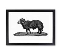 Sheep Illustration Framed Print | A2 Black Framed Wall Art | Ready to Hang | Modern Animal Picture | Living Room Bedroom Lounge Office