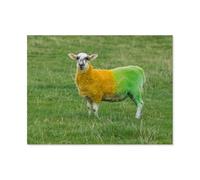 Sheep painted in the colours of Donegal,Puzzle 1000 Pieces Of Paper Puzzles Suitable For Adults Children Families Stress Relief Puzzle Games(38x26cm)-AT57