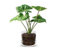 Sheer Pots Sheer Glass Pot Planter with Drainage Holes & Tray - Decorative & Modern for All House Plants (4 Inches)