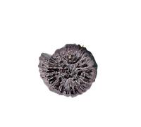 Shell Bag Cute Sea Shell Ladies Mini Crossbody Bag Single Shoulder Spring Style Women's Bag Simple Elegant Design(Black)