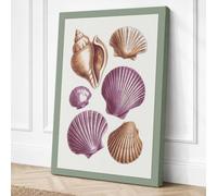 Shell Studies Vintage Canvas Wall Art Print 30x20 Inch (76 x 51 cm)