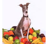 Shellac - Excellent Italian Greyhound [VINYL]