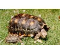 Shelled Warriors Tropical Tortoise Seed Mix - Grow Your Own Food (1000 seeds)