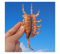 shells， 10~14 Cm Long Sea Snail Shell Perfect for DIY Crafts And Wedding Home Decor(13~14cm)
