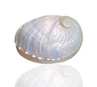 shells， 1Pc Large White Natural Rare Real 8-9Cm Abalone Sea Shell Conch for Home Decorations