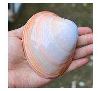 shells， 1PCS 10-11Cm From Sea Beach Seashells for Crafting for DIY Fish Tank And Shell Collectors