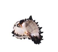 Shells Decor 10-12 cm Large Conch Shell Black Zebra Murex Black Murex Fish Tank Landscaping Home Decoration Gifts Snail Specimen for Beach Theme Party