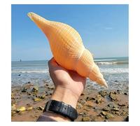 shells， Trumpet Blowing Conch 23~31Cm for Wedding Decor Beach Theme Party, Home Decorations(23~25cm)