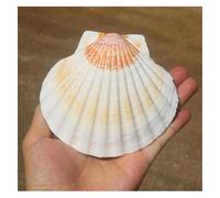 shells， Two-Color Large Scallops Shell 10~11Cm From Sea Beach Seashells for Crafting for Fish Tank Home Decorations