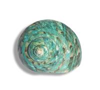 shells， Various Sizes for Wedding Decor Beach Theme Party, Home Decorations,DIY Crafts, Fish Tank And Shell Collectors(8~9cm)