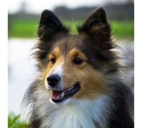 Sheltie/Shetland Sheepdog Greeting Card Square - Gift Idea Special Occasion Blank Inside with Envelope Premium Unique Design Quality Included UK Designed Thoughtful