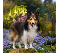 Sheltie/Shetland Sheepdog Greeting Card Square - Gift Idea Special Occasion Blank Inside with Envelope Premium Unique Design Quality Included UK Designed Thoughtful