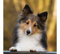 Sheltie/Shetland Sheepdog Greeting Card Square - Gift Idea Special Occasion Blank Inside with Envelope Premium Unique Design Quality Included UK Designed Thoughtful