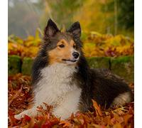 Sheltie/Shetland Sheepdog Greeting Card Square - Gift Idea Special Occasion Blank Inside with Envelope Premium Unique Design Quality Included UK Designed Thoughtful