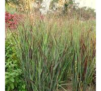 Shenandoah Switch Grass Panicum Virgatum Outdoor Ornamental Plant 2L Pot Plant Theory Green One Size
