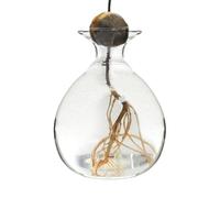 Shenrongtong Avocado Vase, Clear High Borosilicate Glass Avocado Seed start Vase, Avocado Tree Growing Kit, Reusable Round Hydroponic Vase, universa Avocado Growing Vase For Plants Indoor Outdoor