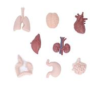 shenruifa Human Body Organ Model, Anatomy Biology Teaching Tool