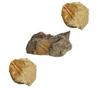 SHERCHPRY 3Pcs Genuine Trilobite Tail Specimen Collection Kit Paleontology Teaching Samples for Classroom Study and Student Science Education