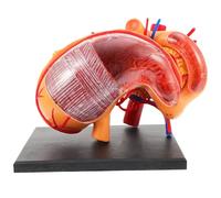 SHERCHPRY Human Stomach Model 4D Biological Teaching Aid Lifelike Stomach Puzzle for Classroom Education and Learning