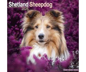 Shetland Sheepdog 2025 Square Wall Calendar | Dog Breed Calendar