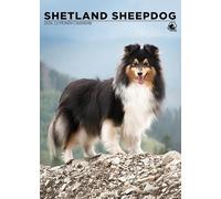 Shetland Sheepdog 2026 Calendar, A3, Wirobound, Full Colour