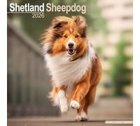 Shetland Sheepdog 2026 Calendar | Square Wall Calendar | Dog Breed Gift | Plastic Free Packaging | by Avonside Publishing