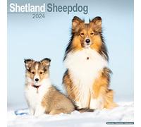 Shetland Sheepdog Calendar 2024 | Square Dog Breed Wall Calendar - 16 Month