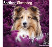 Shetland Sheepdog Calendar 2025 Square Dog Breed Wall Calendar - 16 Month 97818