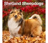Shetland Sheepdogs - Shetland Sheepdog - Sheltie 2026 - 16-Monatskalender: Original BrownTrout-Kalender [Mehrsprachig] [Kalender]