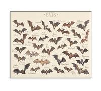 SHFTQXSLAT Vintage Style Bat Illustration Poster, Collection of USA Bats Educational Print, Frameless Canvas Wall-Art for Modern Interior (Unframed,12x18inch(30x45cm))