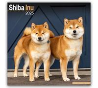 Shiba Inu Calendar 2025 Square Dog Breed Wall Calendar - 16 Month 9781804603901