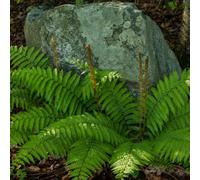 Shield Fern Evergreen Architectural 1L Pot 3 Pack