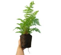 Shield Fern Polystichum Aculeatum Evergreen Architectural 1L Pot 6 Pack