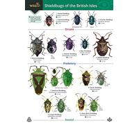 Shieldbugs of the British Isles (WildID)