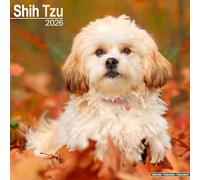 Shih Tzu 2026 Calendar | Square Wall Calendar | Dog Breed Gift | Plastic Free Packaging | by Avonside Publishing