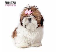 Shih Tzu 2026 Modern Calendar