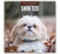 Shih Tzu 2026 Square Wall Calendar