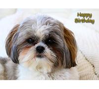 Shih Tzu Birthday Card