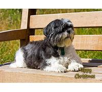 Shih Tzu Dog Christmas Card 'Happy Christmas' - Special Animal Xmas Card for Him Her from Pets Kids