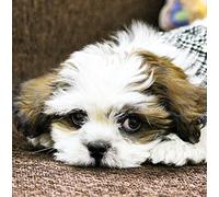 Shih Tzu Dog Greeting Card Square - Gift Idea Special Occasion Blank Inside with Envelope Premium Unique Design Animal Cute Illustrated Wildlife Quality Included UK Designed